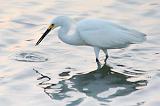 Egret With A Catch_32686